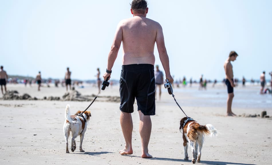 Nu får du ta med hunden på bussen – Mallorca öppnar kollektivtrafiken för husdjur